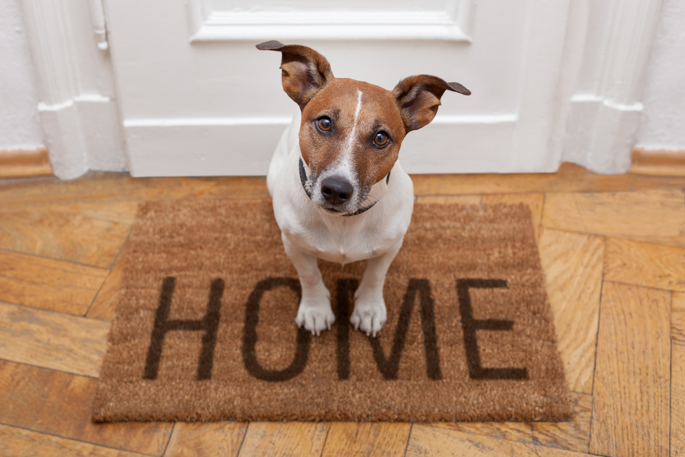 Themes for Pet-Proofing Your Home’s Plumbing, Part 2