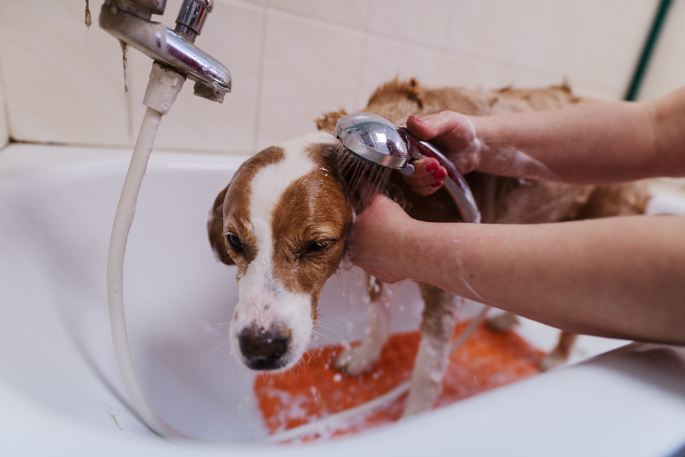 Themes for Pet-Proofing Your Home’s Plumbing, Part 1