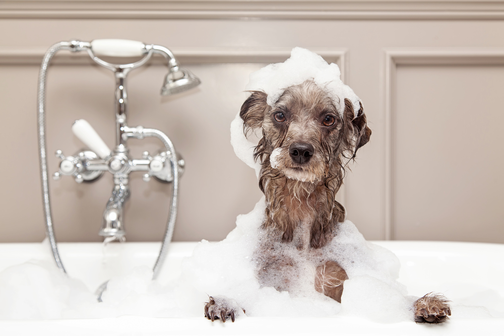 Plumber Tips on Avoiding Drain Clogs During Dog Baths